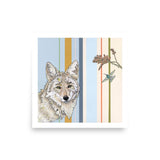 Coyote in Canis Minor : Reproduction : 16 x 16