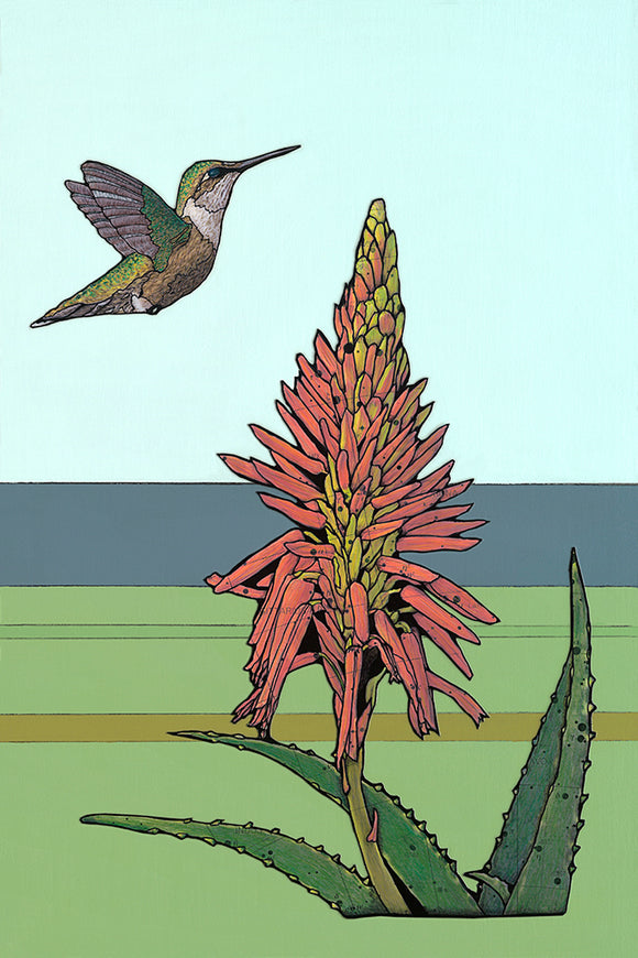 Hummingbird Aloe