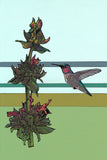 Hummingbird Sage